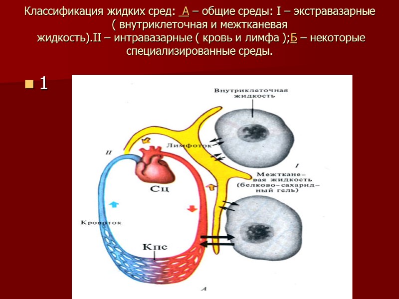 Классификация жидких сред:  А – общие среды: I – экстравазарные ( внутриклеточная и